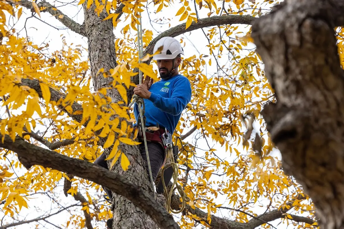 Skilled Emergency Tree Service crew working in Alma